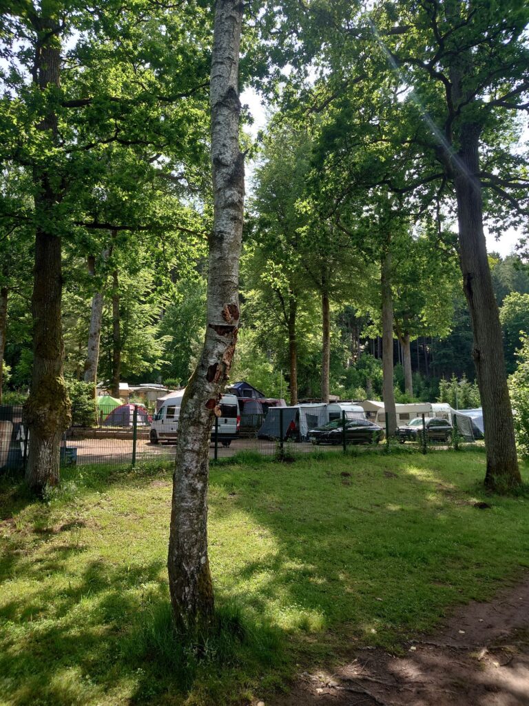 Campingplätze unter grünen Bäumen